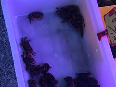 -宝鸡东道花鸟鱼虫市场(吉利花园商场店)