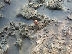 -北海金海湾红树林生态旅游区