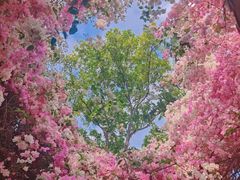 -深圳国际园林花卉博览园