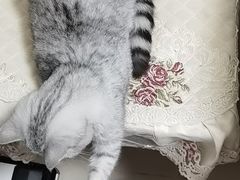 -宠福鑫康馨动物医院·骨科·眼科