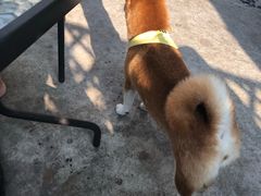 -柴犬高等学院·狗咖·柴犬售卖·宠物训练