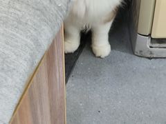 -菲丽丝宠物医院·24小时·猫科中心·免疫点(淮海分院)