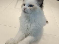 -怪兽屋·羊驼·猫咖·狗咖(俊华广场店)