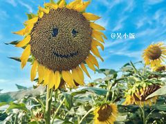 -花开海上生态园