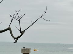 -阿群甘草水果