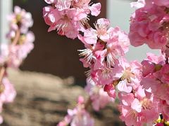 -海棠花溪(元大都城垣遗址公园)