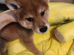 -翊宠yipet猫狗购宠庄园犬舍•猫舍