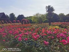 -上海滨江森林公园