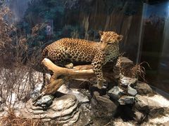 -陕西自然博物馆