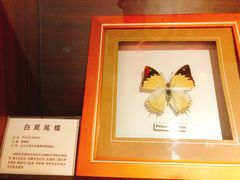 -上海昆虫博物馆