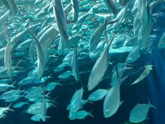 -上海海洋水族馆