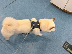 -宠福鑫动物医院(城北分院)