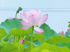 -嘉北郊野公园