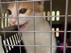 -瑞派名望24h动物医院异宠专科·猫专科·骨科·重症监护分院
