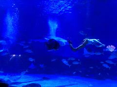 -烟台海昌鲸鲨海洋公园