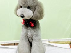 -鑫艺宠物美容培训学校