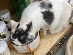 -四月宠物医院·猫专科·心脏专科·内科(转塘店)