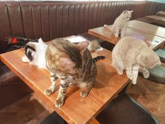 -猫小院猫主题餐厅(三里屯店)