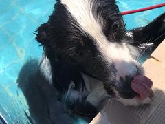 -趣玩宠物乐园寄养训犬训狗游泳池