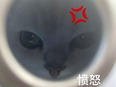-谐和益家动物医院·免疫绝育·血液透析·宠保定点医院(高新伊藤分院)