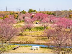 -花开海上生态园