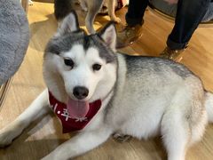 -Husky Go! 哈士奇体验馆·宠物咖啡厅狗咖