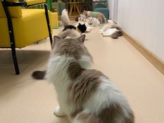 -猫在这儿猫咪咖啡馆·撸猫馆
