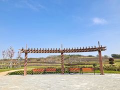 -莲花山花海