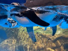 -海合安武汉极地海洋公园