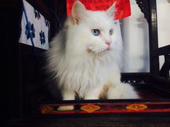 Anne猫窝咖啡屋-Anne猫窝咖啡屋