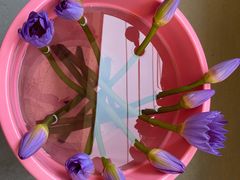 -循礼门鲜花花市(武汉循礼门店)