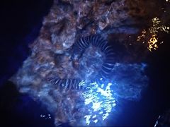 -暹罗海洋世界