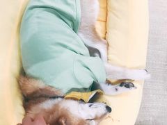 -逗柴咖啡屋·狗咖猫咖宠物桌游