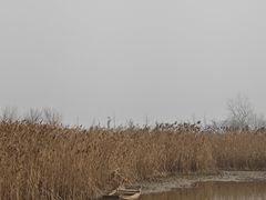 -盐城丹顶鹤湿地生态旅游区