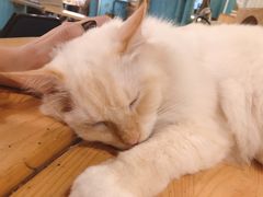 -猫小院猫主题咖啡厅(北锣店)