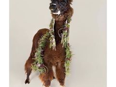 -荷兰布尔玛国际花艺学院