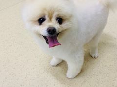 -北京观赏动物医院·24小时大型综合·猫专科·异宠专科