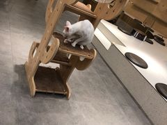 -飞行喵MR PILOT|猫舍·猫咖(静安大融城店)
