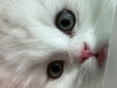 -momokira米努特·德文卷毛猫·棉花面纱犬
