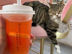 -喵屿·大理花园猫咖