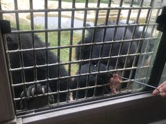 -贵州森林野生动物园
