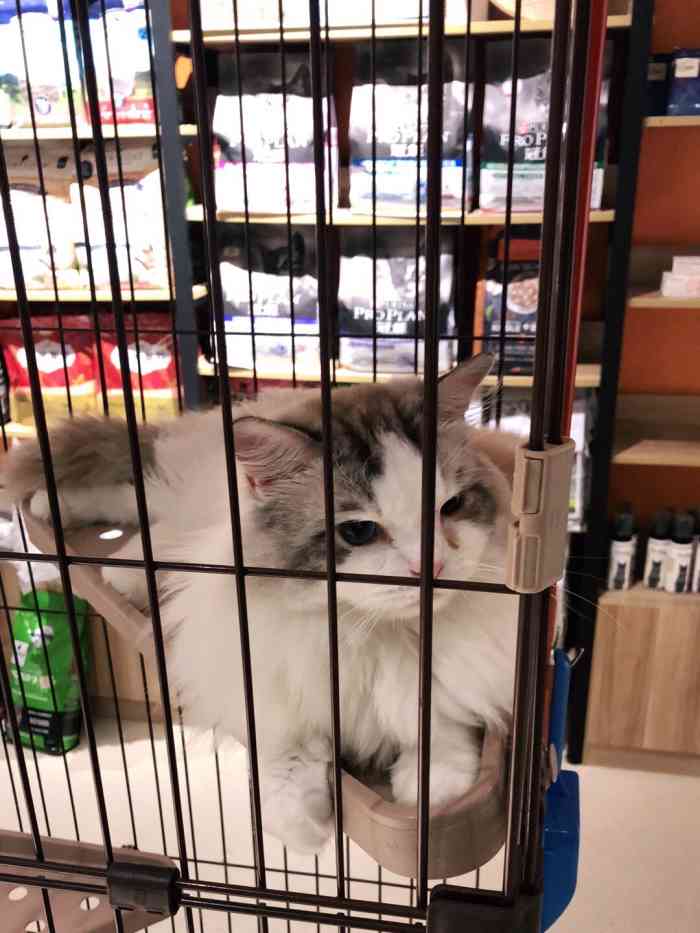 【项目】洗澡依诺宠物·猫舍位置在西水东商业街街尾,过桥就能看到.