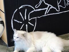 -瞄一喵猫咖(格力海岸店)