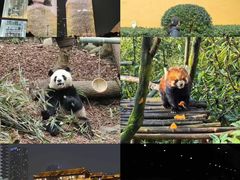 -海合安成都极地海洋公园