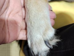 -逗柴咖啡屋·狗咖猫咖宠物桌游