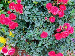 -人民公园(罗湖区)