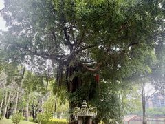 -光明港公园