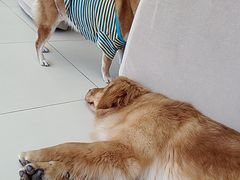 -怪兽屋·羊驼·猫咖·狗咖(俊华广场店)