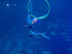 -烟台海昌鲸鲨海洋公园