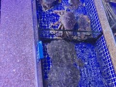 -青蓬蒸汽海鲜·深圳老字号·团建聚会(壹方城店)